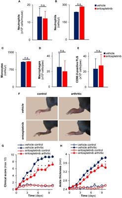 The selective inhibition of the Syk tyrosine kinase ameliorates experimental autoimmune arthritis